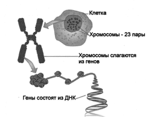 dna_chromosomes_genes